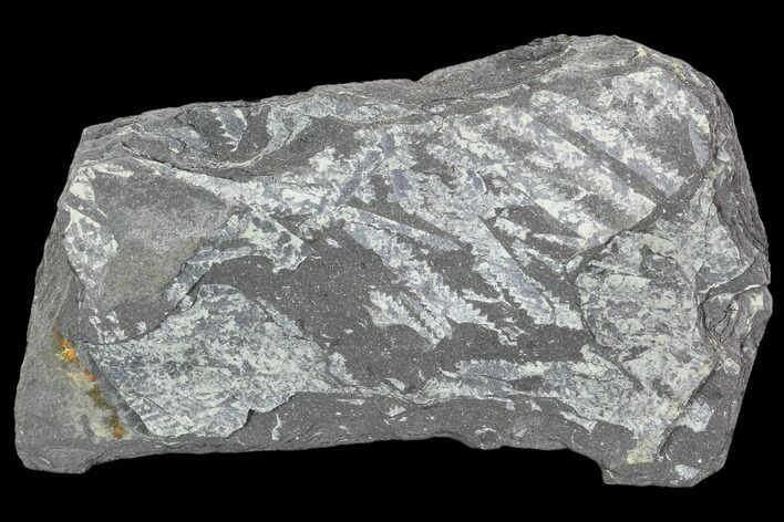 3.7" Fossil Graptolite Cluster (Didymograptus) - Great Britain